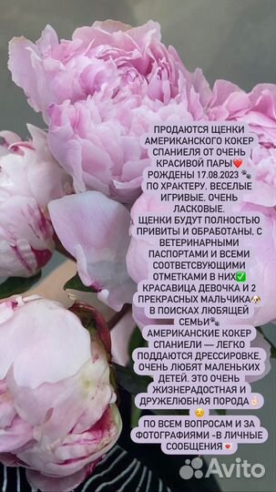 Американский кокер спаниель щенки