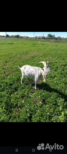 Козлята и козел