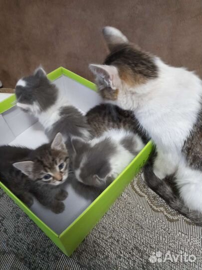 Котята в добрые руки