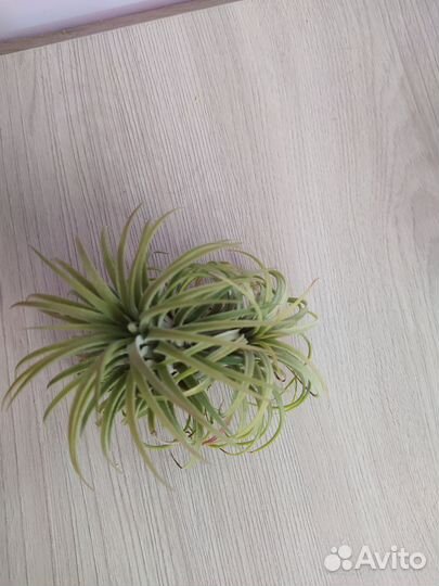 Тилландсии атмосферные