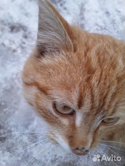 Кот без породы