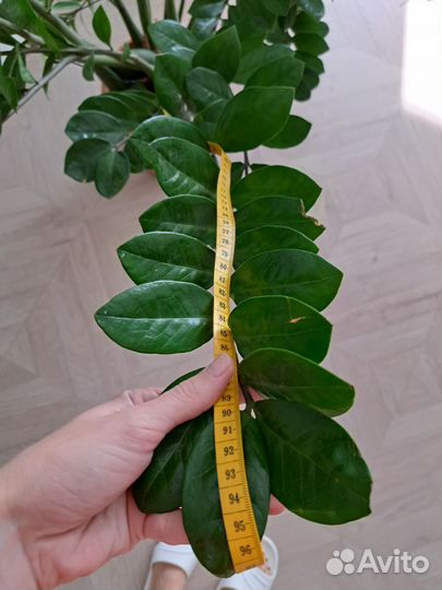 Замиокулькас