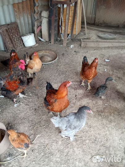 Куры и петухи брама