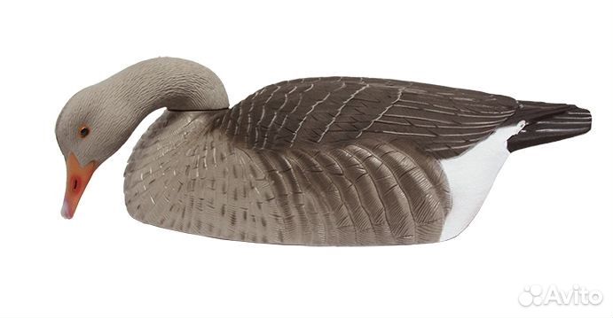 Скорлупки серого гуся GHG