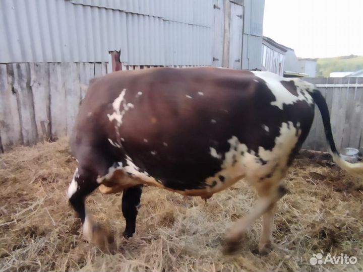 Продаётся корова