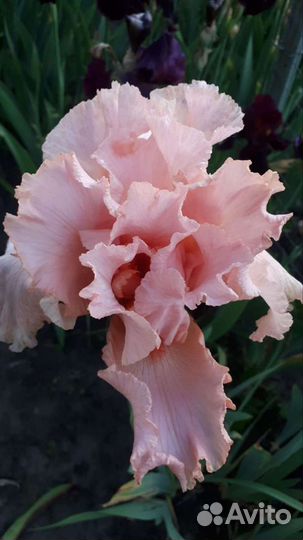 Ирисы сортовые