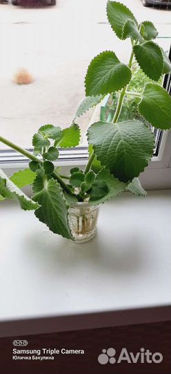 Комнатная мята