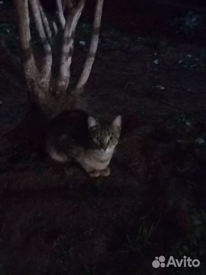 Бездомные кошки