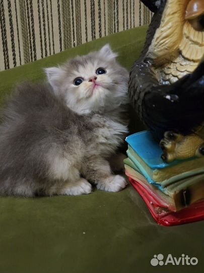 Пушистые комочки хотят к себе домой