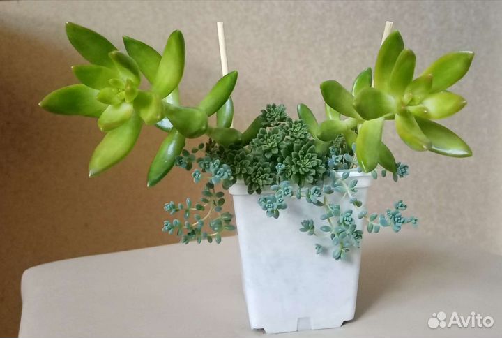 Суккуленты