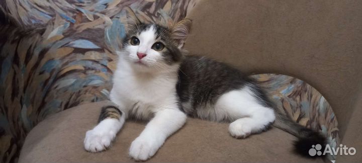 Кошечка в добрые руки