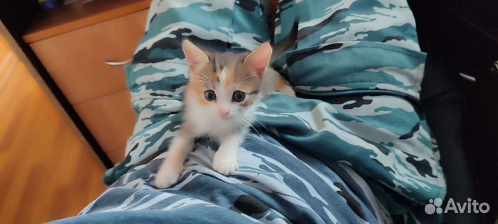 Котятки от родителей мышеловов