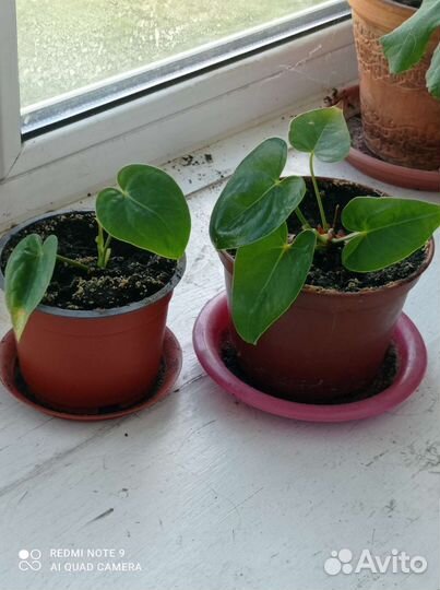 Комнатные цветы