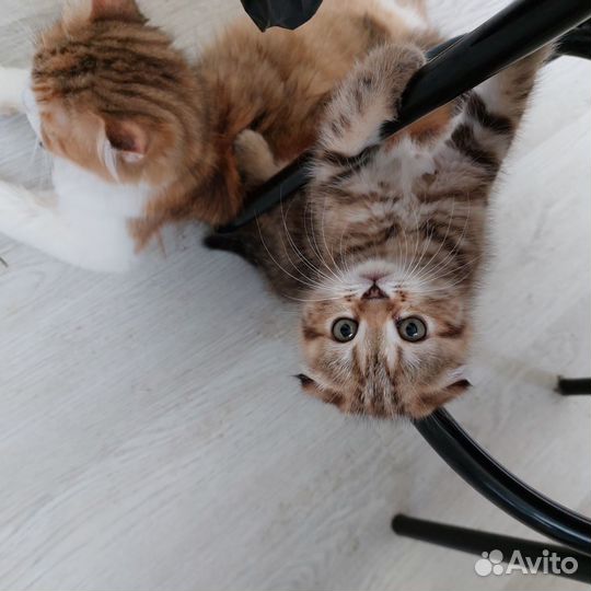 Шотландские котята