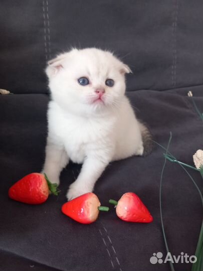Продаются шотландские котята