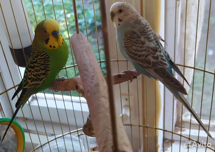 Волнистый попугай с клеткой