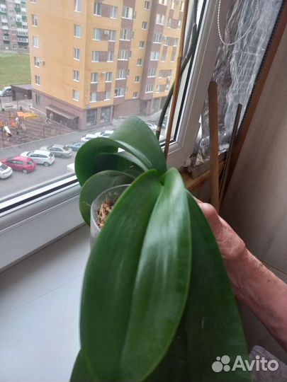 Орхидея фаленопсис