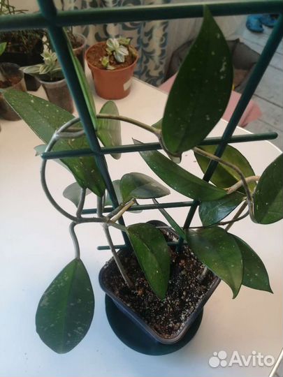 Хойя 3 вида)