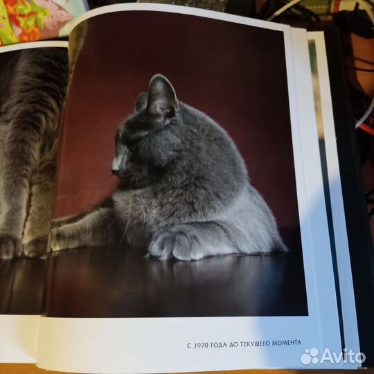 Энциклопедия кошки