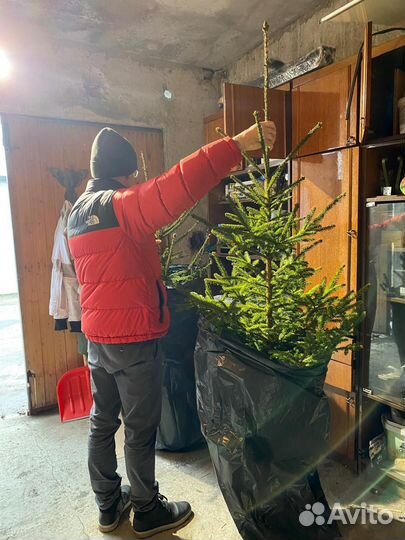 Ель обыкновенная живая 1.8 м