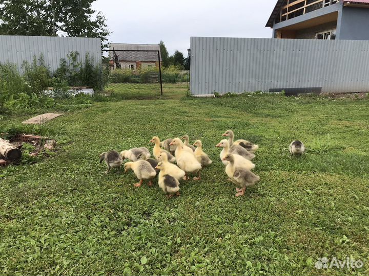 Гусь Серый,Линда