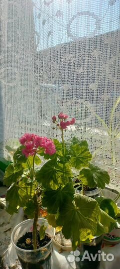Продам цветы комнатные