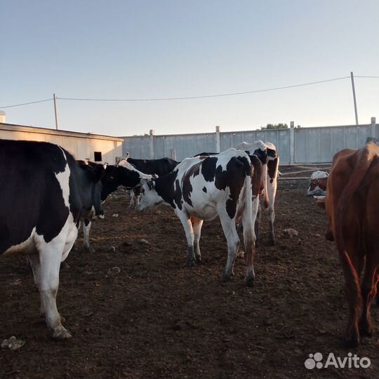 Корова дойная