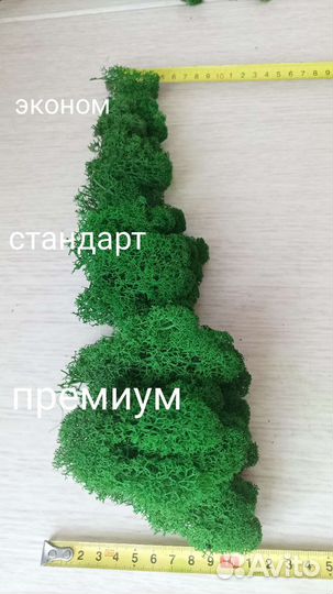 Мох Ягель Кочка стабилизированный