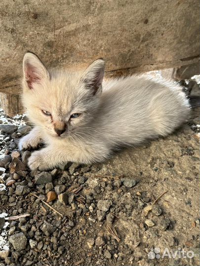 Котята в добрые руки приучены к лотку