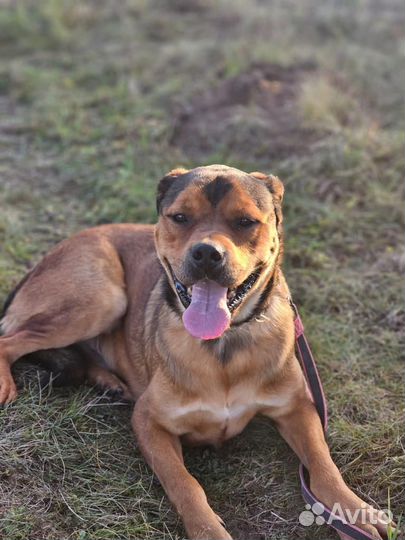 Собака в добрые руки отдам бесплатно