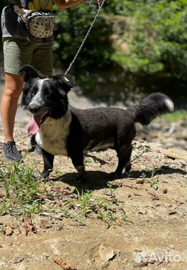 Бордер колли метис