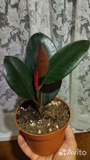 Фикус эластика Робуста