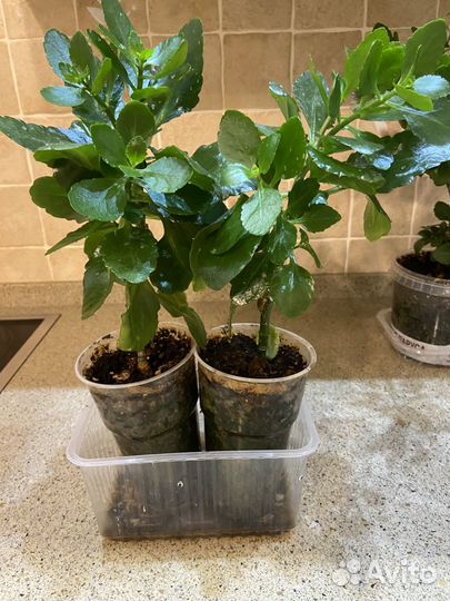 Комнатные цветы