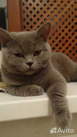 Британский кот для вязки