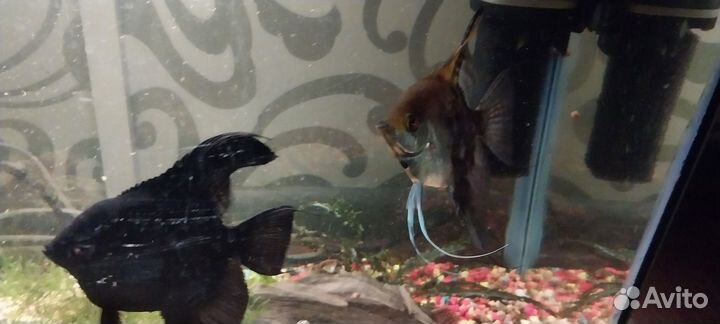 Аквариумные рыбки