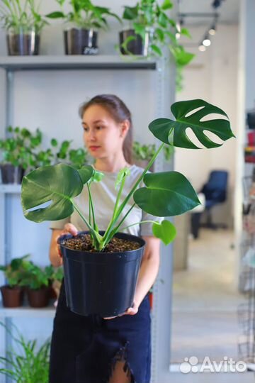 Монстера делициоза