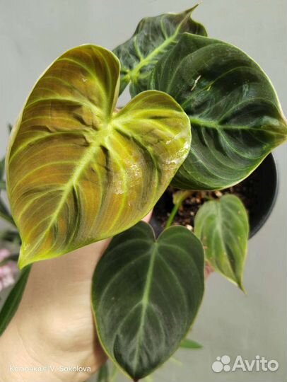 Филодендрон Люксерианс