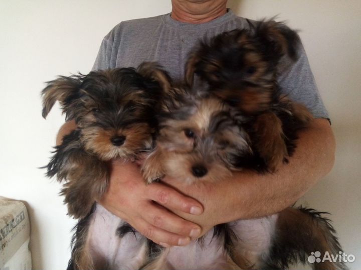 Йоркширский терьер щенки стандарт
