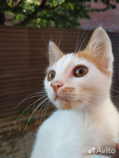 Котёнок ищет семью