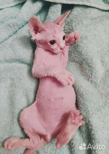 Голые котята сфинксы