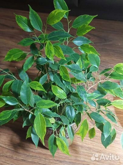 Фикус бенджамина