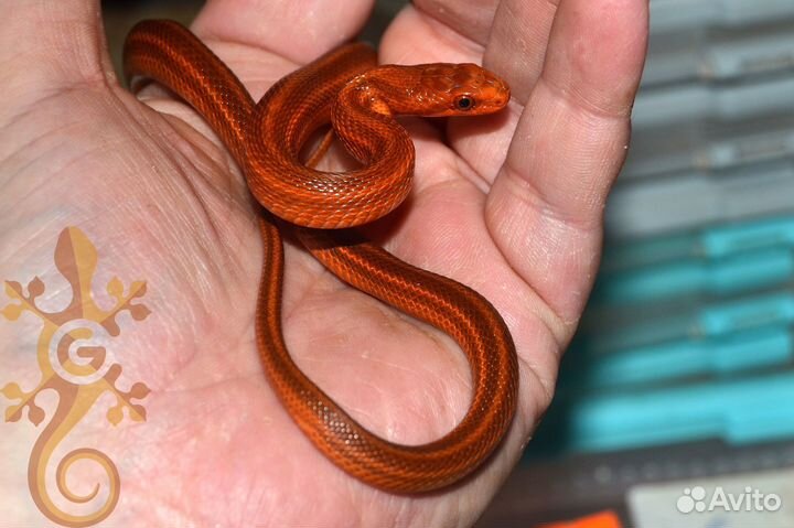 Змеи и ящерицы для новичков и опытных киперов