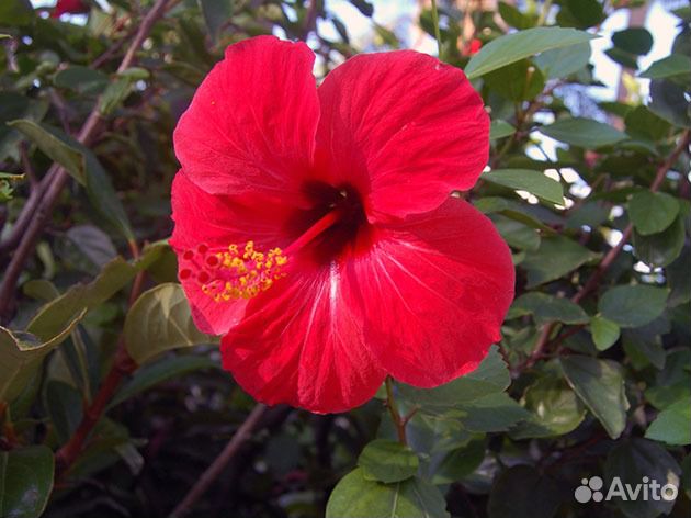Гибискус