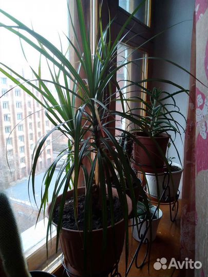 Комнатные цветы, горшки