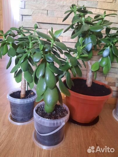 Денежное дерево толстянка крассула