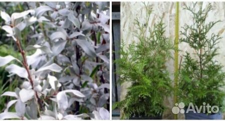 Саженцы Туи и кустарника Лох серебристый