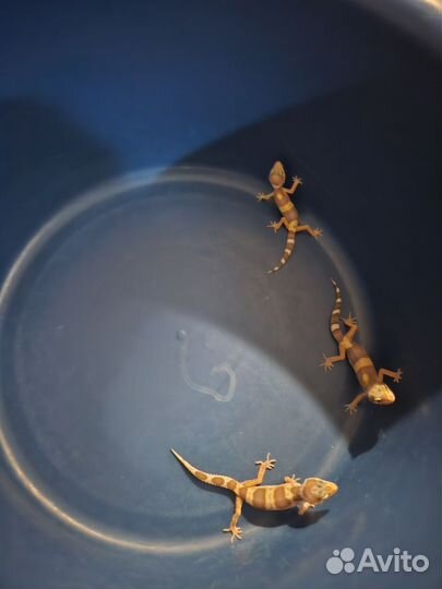 Геккон эублефар