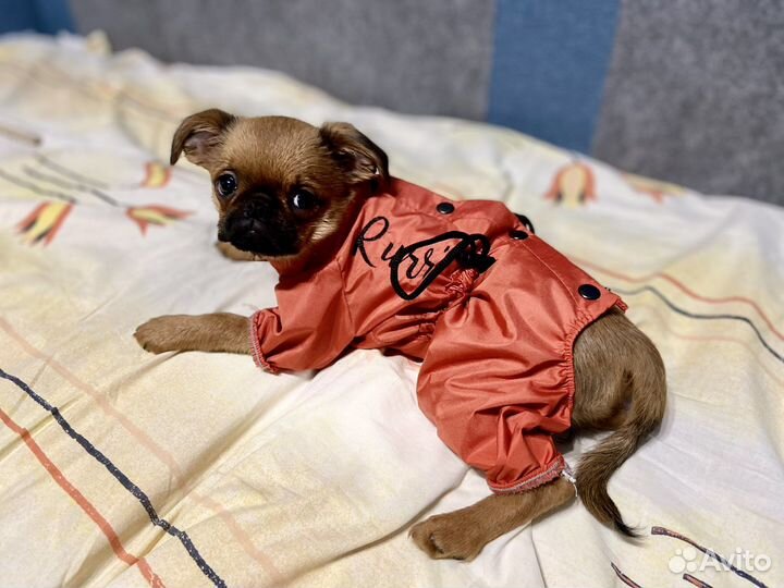 Куртка для собак мелких пород xs-s