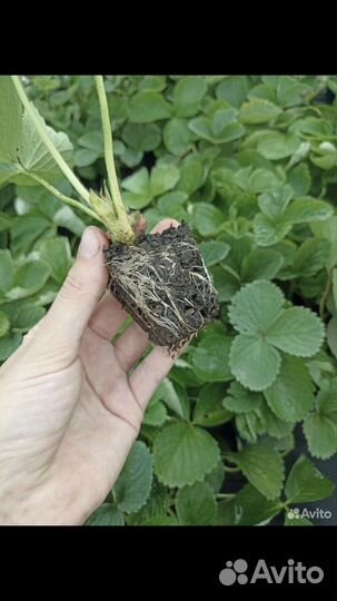 Расада клубники мурано