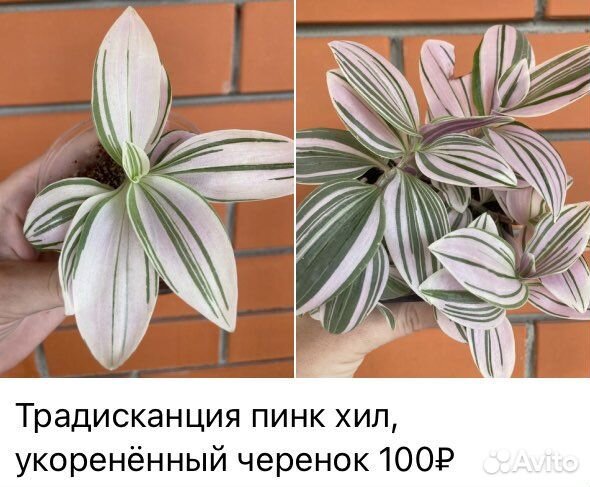 Традесканция 4 сорта
